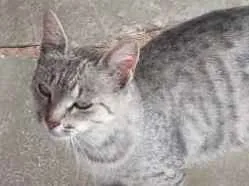 Gato raça  idade  nome Sem nome