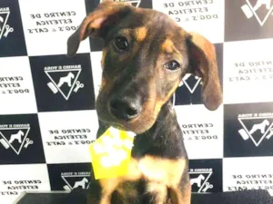 Cachorro raça Não definida  idade 2 a 6 meses nome Hugo
