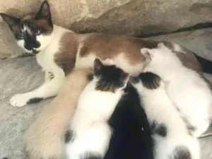 Gato raça Siamês  idade 2 a 6 meses nome Sem nome