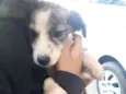 Chico