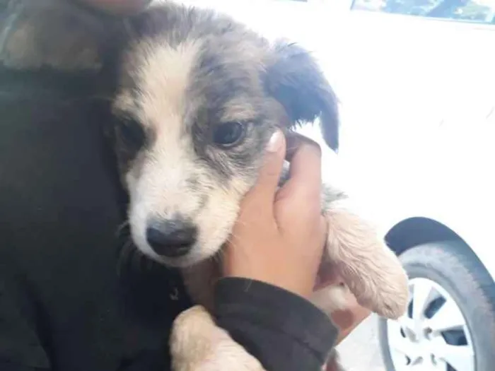 Cachorro raça RND idade 2 a 6 meses nome Chico