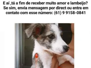 Cachorro raça RND idade 2 a 6 meses nome Chico