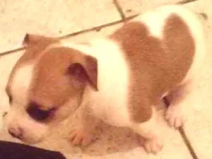 Cachorro raça Pinther com basset  idade Abaixo de 2 meses nome Não tem
