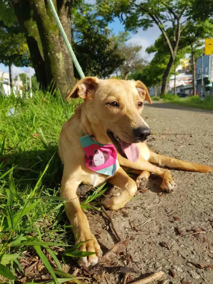 Cachorro raça SRD idade 7 a 11 meses nome Caramelo