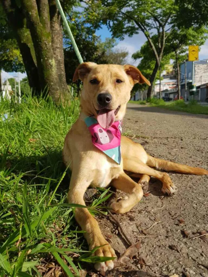 Cachorro raça SRD idade 7 a 11 meses nome Caramelo