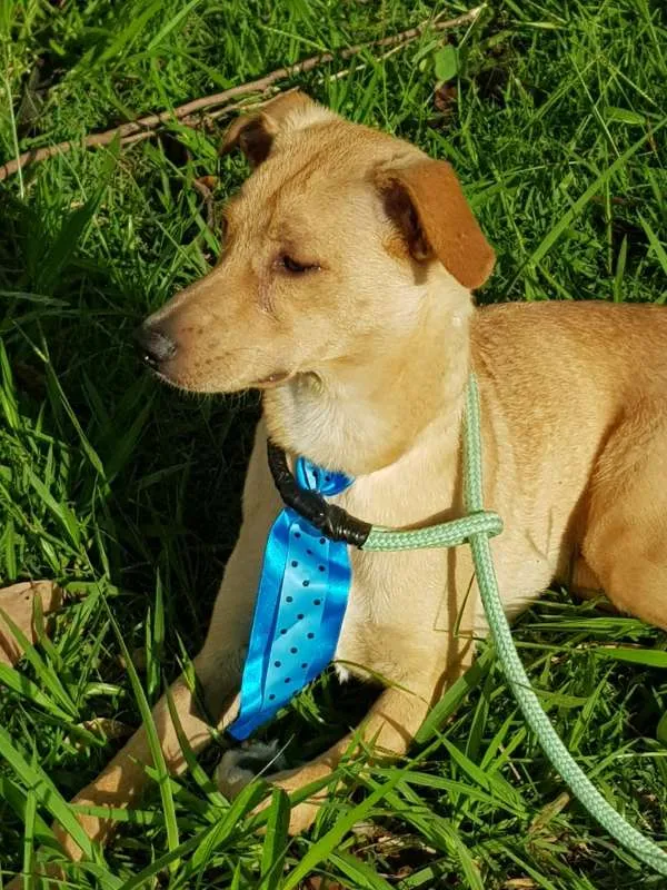 Cachorro raça SRD idade 7 a 11 meses nome Caramelo