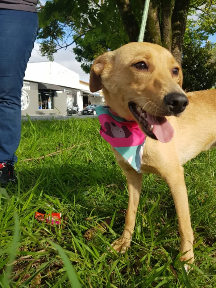 Cachorro raça SRD idade 7 a 11 meses nome Caramelo