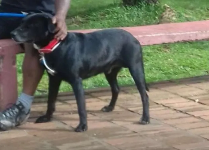 Cachorro ra a Labrador  idade 4 anos nome Jack