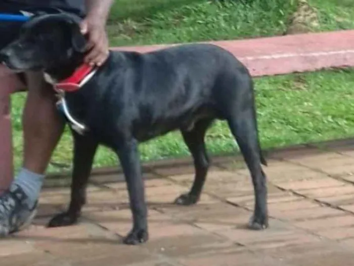 Cachorro ra a Labrador  idade 4 anos nome Jack