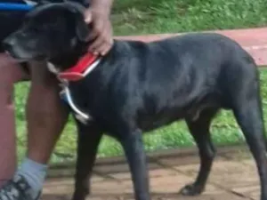 Cachorro raça Labrador  idade 4 anos nome Jack