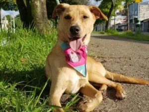 Cachorro raça SRD idade 7 a 11 meses nome Caramelo