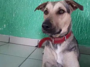 Cachorro raça Vira-lata  idade 1 ano nome Otto