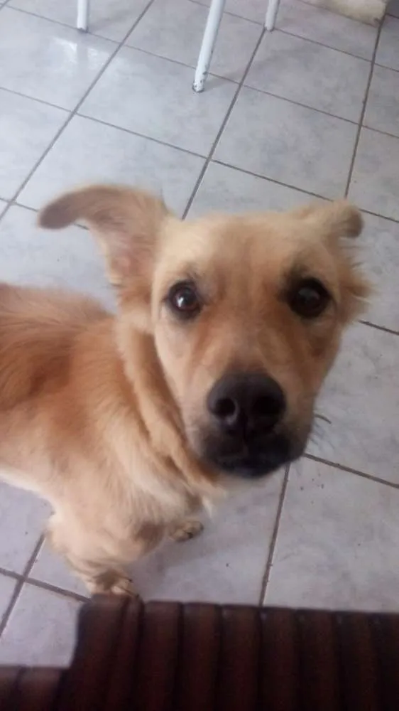 Cachorro raça Sem raça  idade 2 anos nome Isabel 
