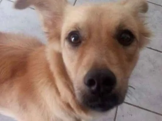 Cachorro raça Sem raça  idade 2 anos nome Isabel 