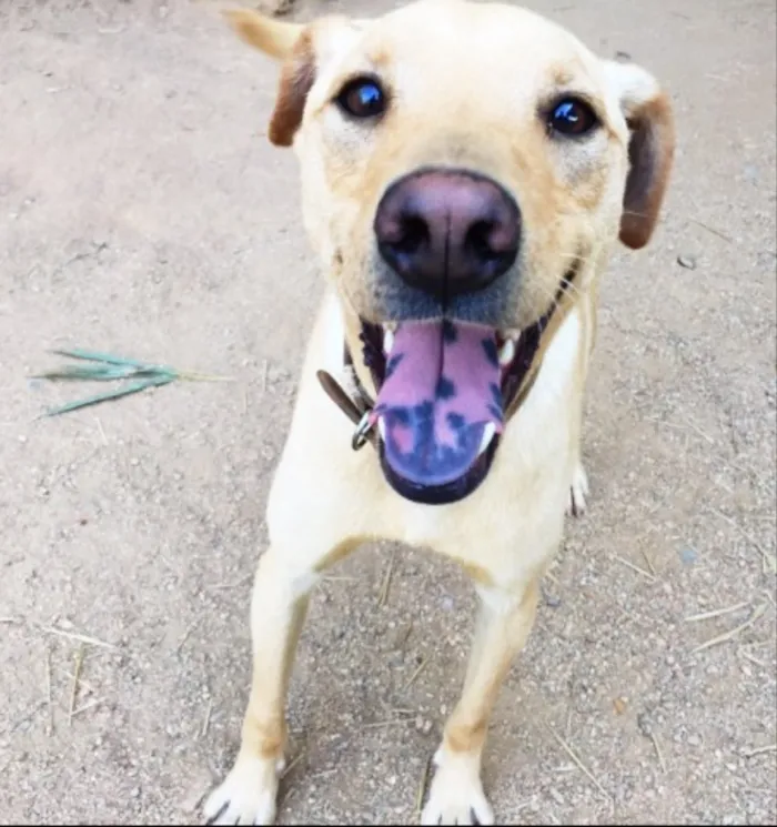 Cachorro ra a SRD idade 2 anos nome Marx