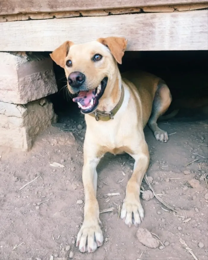 Cachorro ra a SRD idade 2 anos nome Marx