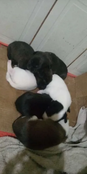 Cachorro raça Fofura idade Abaixo de 2 meses nome Nao tem nome