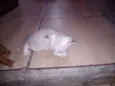 Gatos