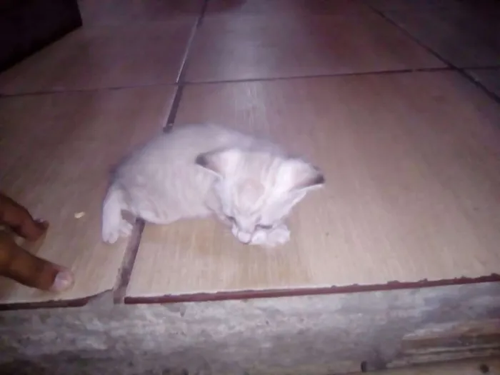 Gato ra a Sem raça definida idade Abaixo de 2 meses nome Gatos