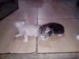 Gatos