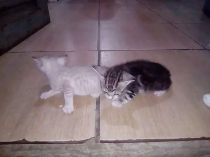Gato ra a Sem raça definida idade Abaixo de 2 meses nome Gatos
