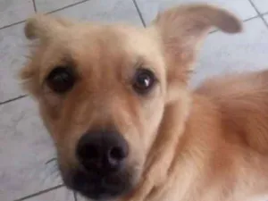 Cachorro raça Sem raça  idade 2 anos nome Isabel 
