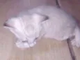 Gatos