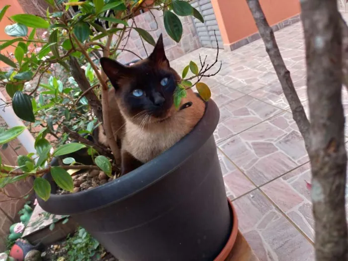 Gato ra a Siamês idade 3 anos nome Paçoca