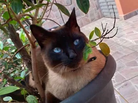 Gato ra a Siamês idade 3 anos nome Paçoca