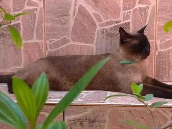 Gato ra a Siamês idade 3 anos nome Paçoca