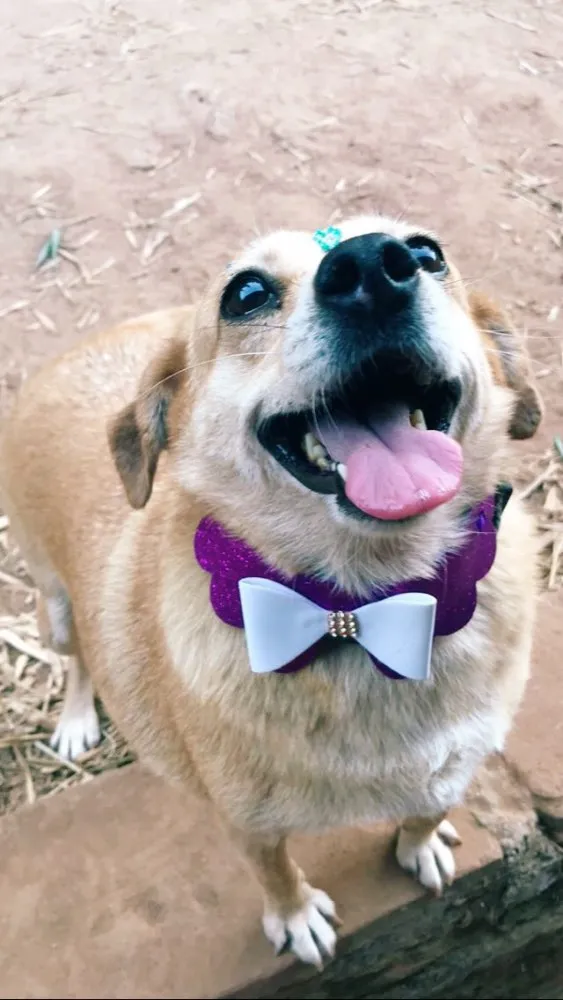 Cachorro ra a SRD idade 5 anos nome Penélope