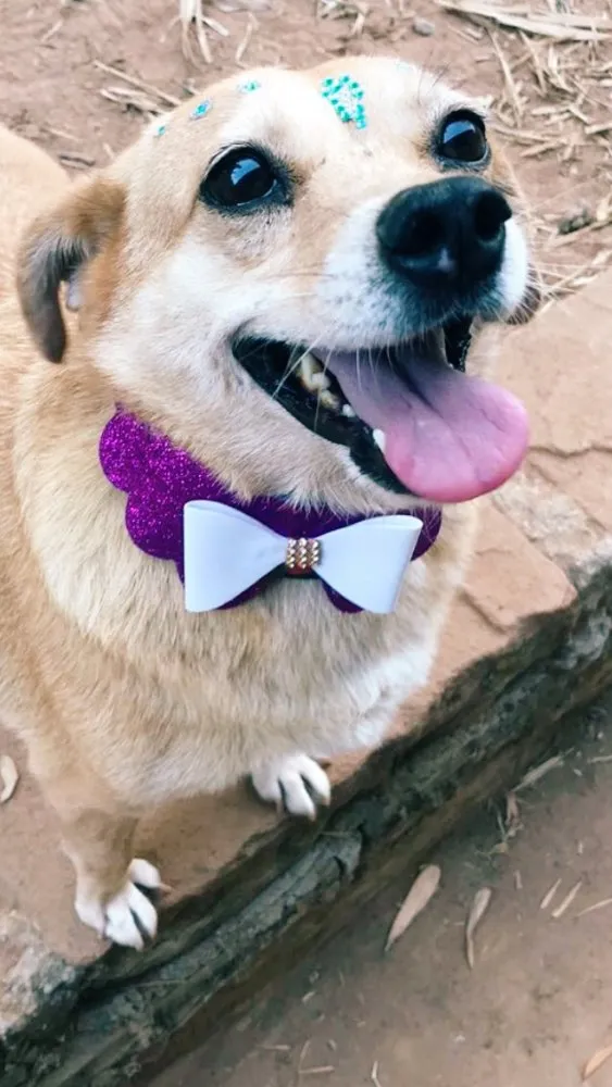 Cachorro ra a SRD idade 5 anos nome Penélope