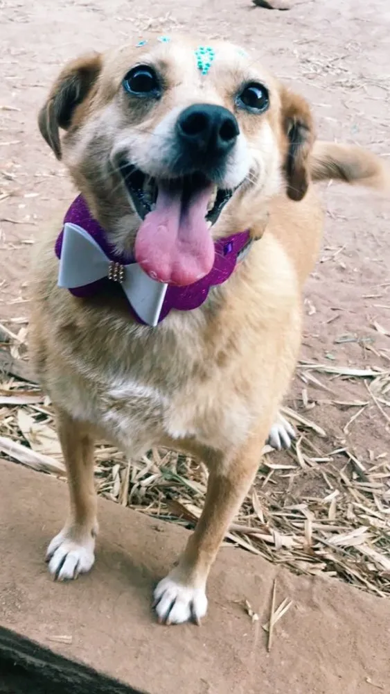 Cachorro ra a SRD idade 5 anos nome Penélope