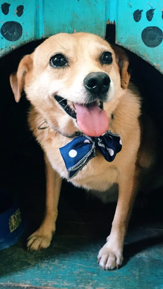 Cachorro ra a SRD idade 5 anos nome Penélope
