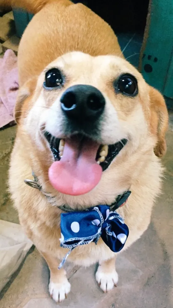 Cachorro ra a SRD idade 5 anos nome Penélope