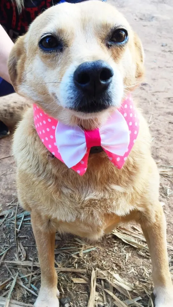Cachorro ra a SRD idade 5 anos nome Penélope