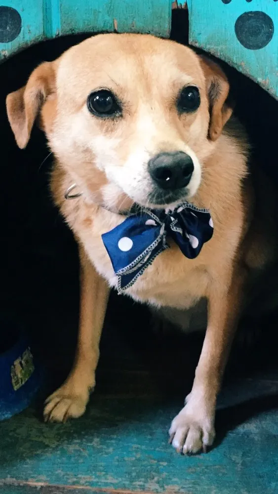 Cachorro ra a SRD idade 5 anos nome Penélope