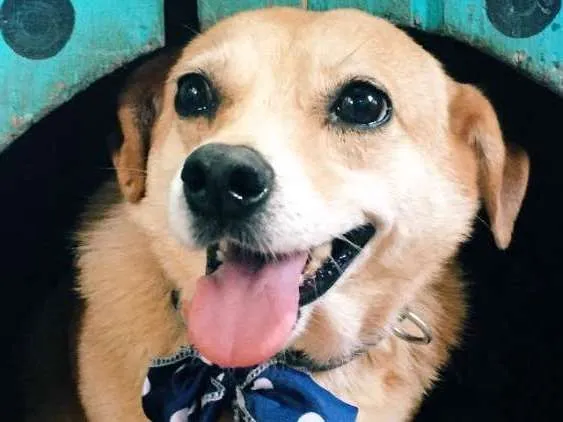 Cachorro ra a SRD idade 5 anos nome Penélope