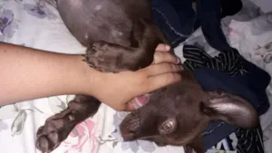 Cachorro raça Mestiço  idade 2 a 6 meses nome Hulk