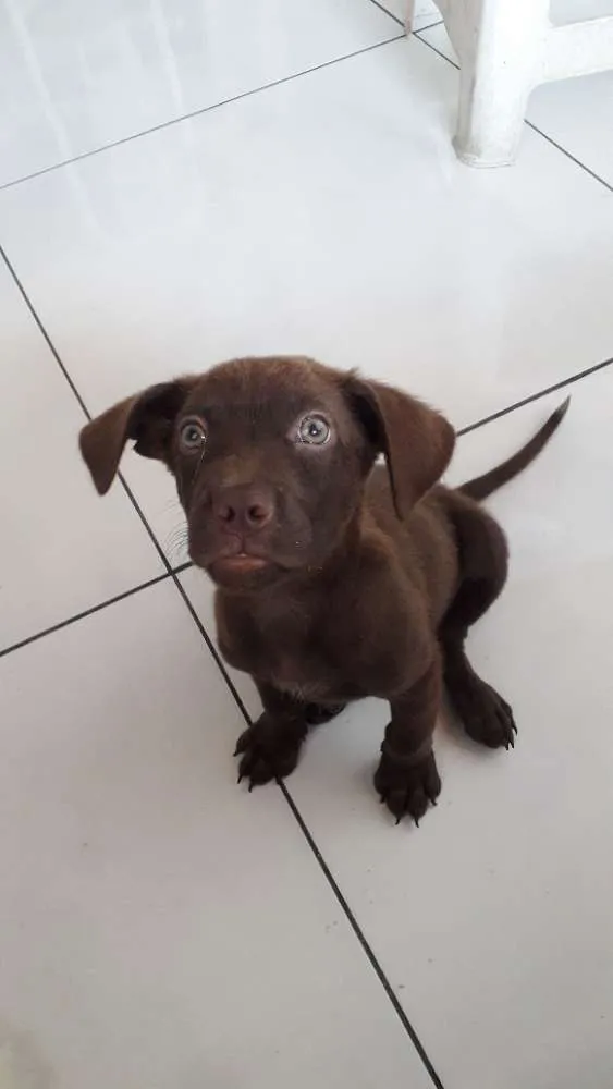 Cachorro raça Mestiço  idade 2 a 6 meses nome Hulk