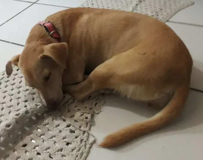 Cachorro ra a Sem raça definida idade  nome Nome desconhecido