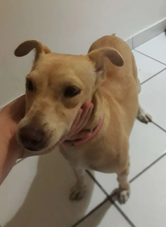 Cachorro ra a Sem raça definida idade  nome Nome desconhecido