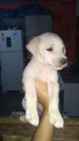 Bernardo