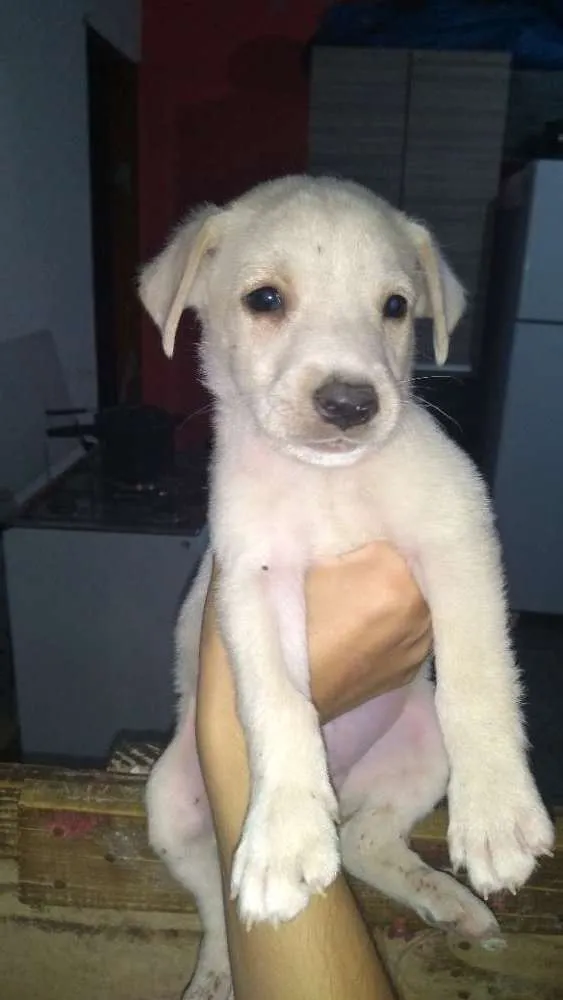 Cachorro ra a Vira lata com capa preta idade Abaixo de 2 meses nome Bernardo