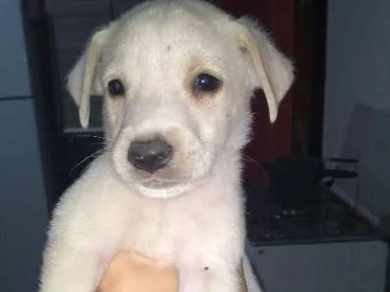 Cachorro ra a Vira lata com capa preta idade Abaixo de 2 meses nome Bernardo