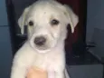 Bernardo