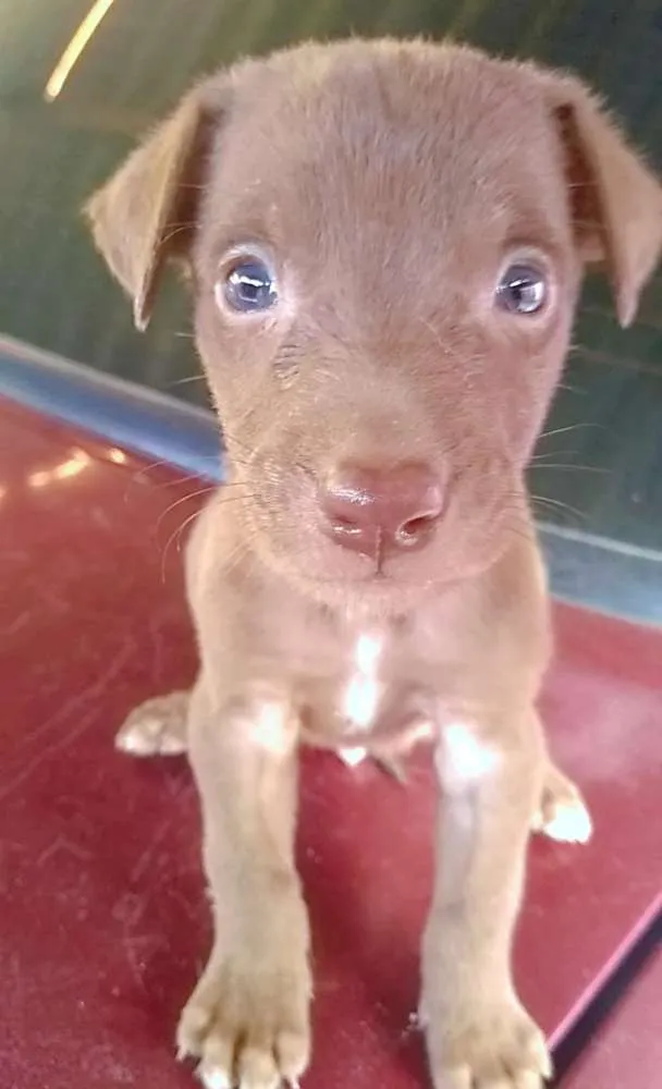 Cachorro ra a Vira lata com capa preta idade Abaixo de 2 meses nome Eduardo