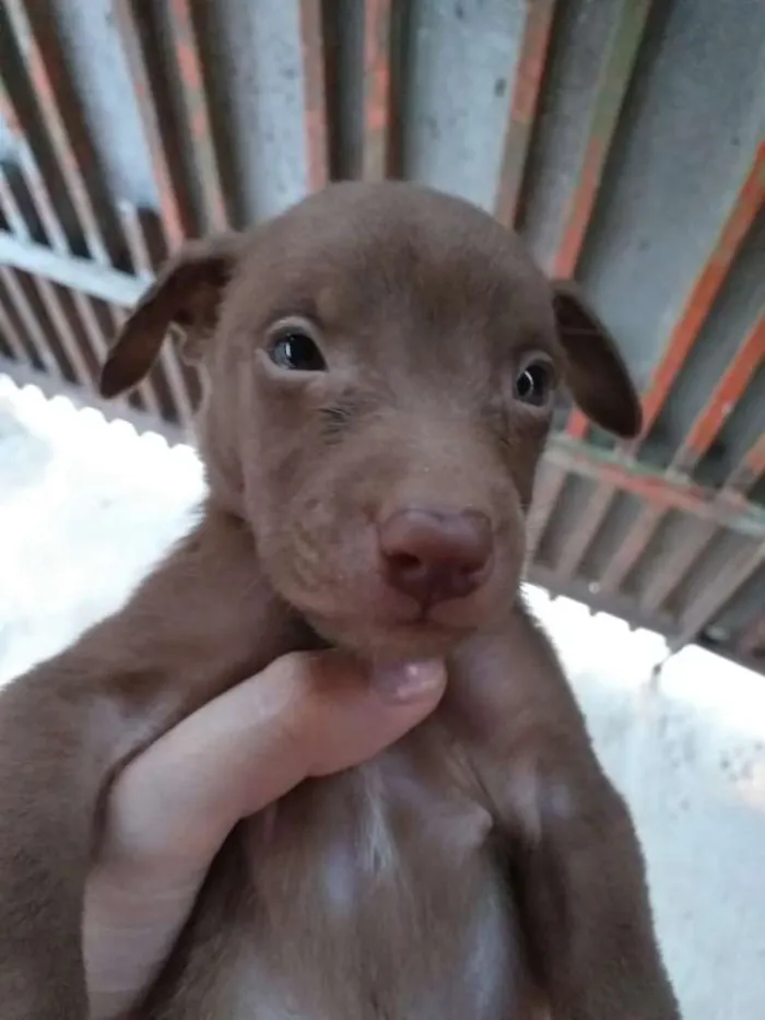 Cachorro ra a Vira lata com capa preta idade Abaixo de 2 meses nome Eduardo