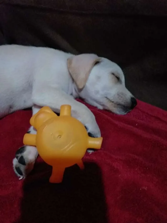 Cachorro ra a Vira lata com capa preta idade Abaixo de 2 meses nome Alex