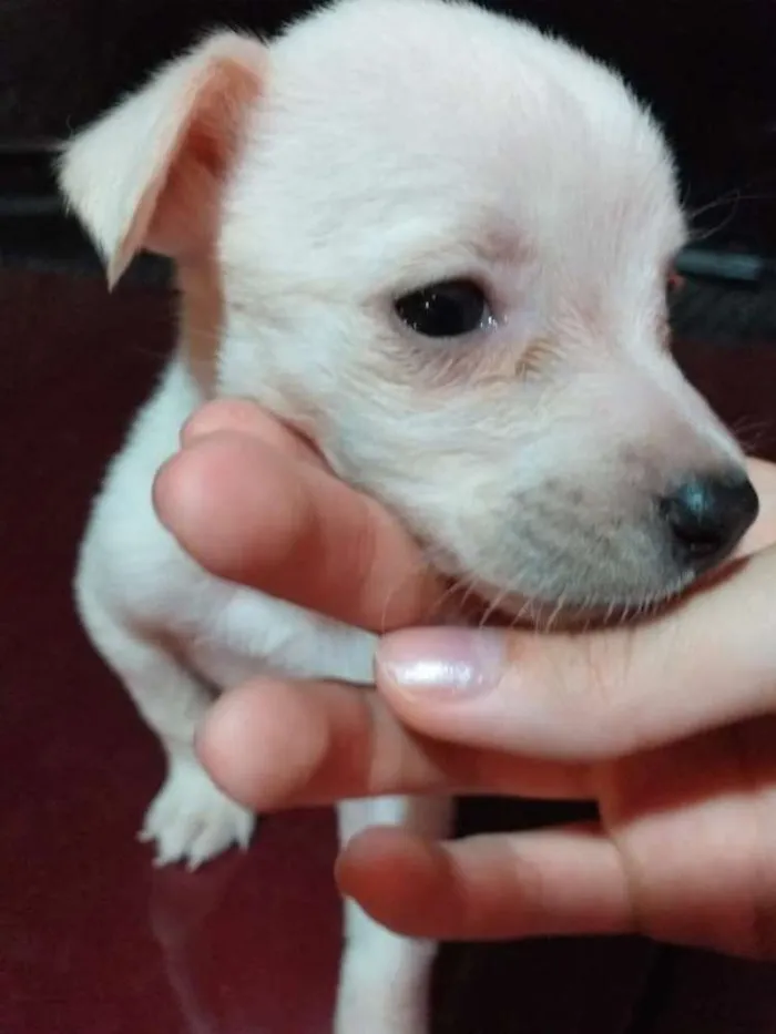 Cachorro ra a Vira lata com capa preta idade Abaixo de 2 meses nome Caroline